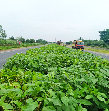 Road side Gardening developer